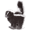 Cute cool skunk