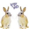 Rabbit pair, bunny, bunny,
