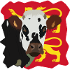 Norman cow