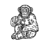 Monkey primate chimpanzee