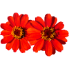 beautiful red flowers, flowers, nature