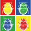 Entomology insect
