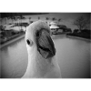 Cockatoo, parrot