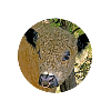 Galloway Galloway's Scottish Gold