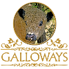 Galloway bull. Galloway bull