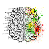 Brain