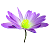 magical violet flower, blossom, nature