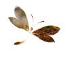 Libelle