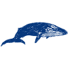 blue whale