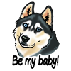 Husky dog "Be my baby!"
