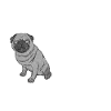 Pugs No Drugs