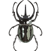 Beetle