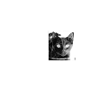 schrödinger's cat wanted white