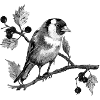 Oiseau chardonneret