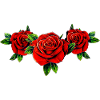 squad roses