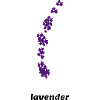 lavender