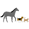 Cheval, chien, chat