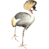 bird