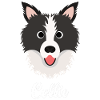Collie - Border Collie