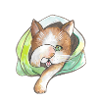 kitten animal