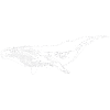 Mammifères marins baleine