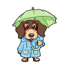 Blaireau chien chien parapluie imperméable