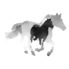 Cheval au galop