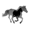 Équitation galop
