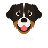 Aussie - Berger Australien