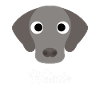 Weimie - Weimaraner