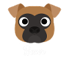 Boxer - Chien Boxer