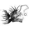 Anglerfisch