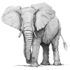 Éléphant