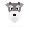 Schnauzer - Miniature Schnauzer