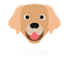 Golden - Golden Retriever