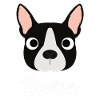 Boston - Boston Bull Terrier