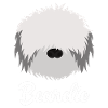 Beardie - Bearded Collie