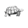 tortue