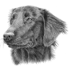 flatcoated retriever bw