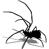 spinne spider