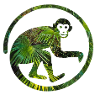 Monkey in the jungle monkey