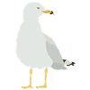 gull
