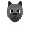 Cairn - Cairn Terrier