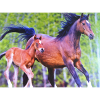 Gambling horses