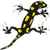 fire Salamander
