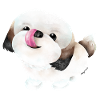 Shih Tzu dog