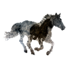 Horse gallops