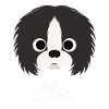 Chin - Japanese Chin