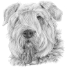 Bouvier Des Flandres