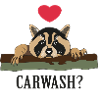 racoon